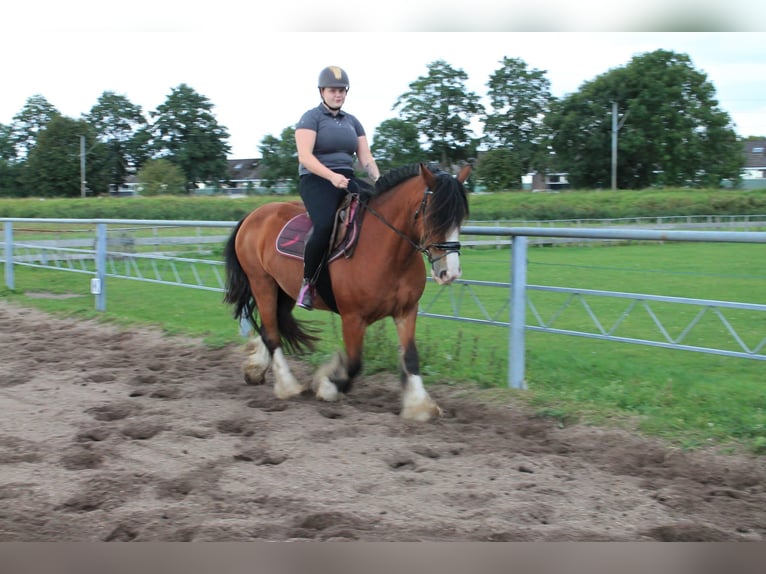 Tinker Stute 16 Jahre 156 cm Brauner in Heerhugowaard