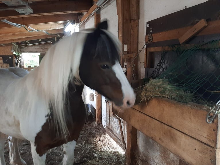Tinker Mix Stute 16 Jahre 162 cm Schecke in Altenthann
