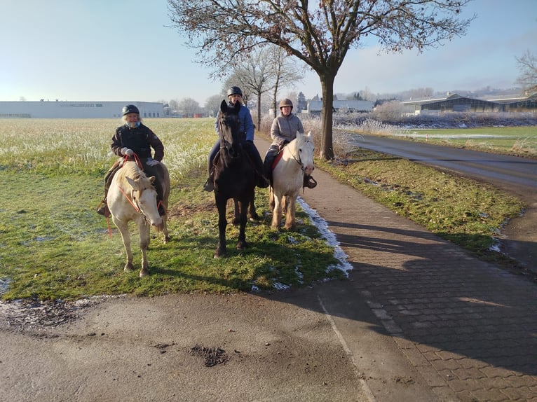 Tinker Stute 16 Jahre in Fr&#xF6;ndenberg