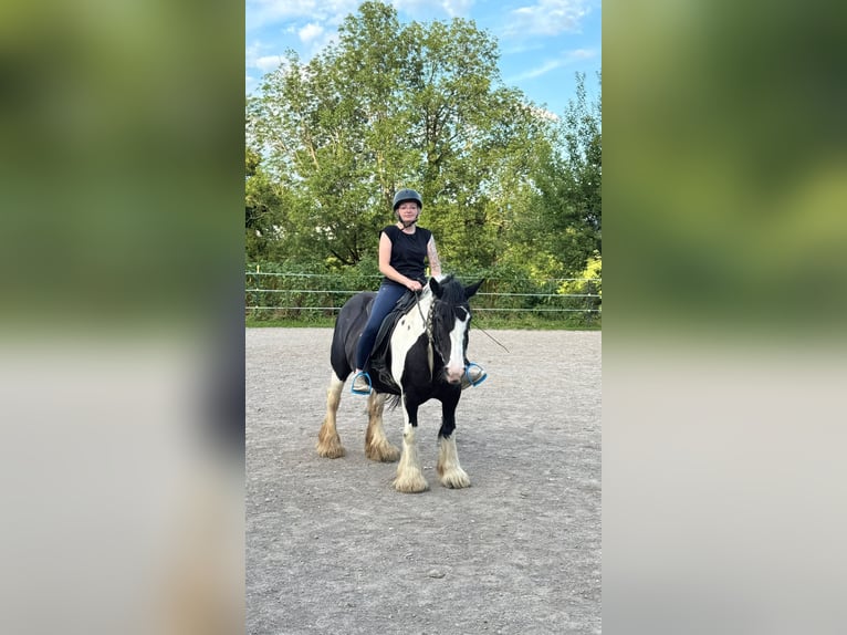 Tinker Stute 17 Jahre 140 cm Schecke in Halblech