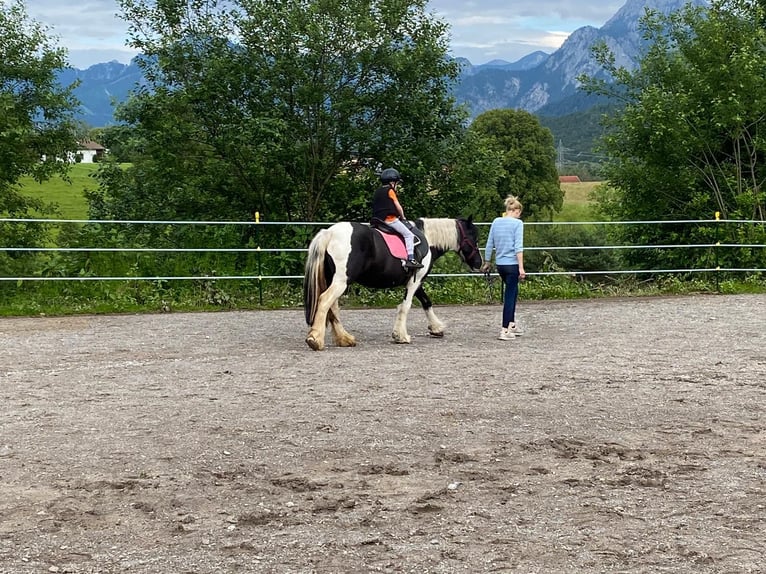 Tinker Stute 17 Jahre 140 cm Schecke in Halblech