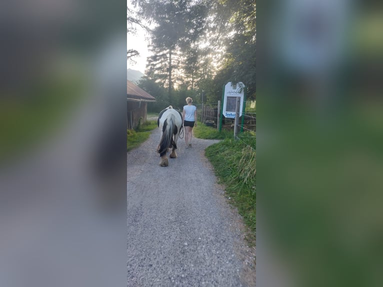 Tinker Stute 17 Jahre 140 cm Schecke in Halblech