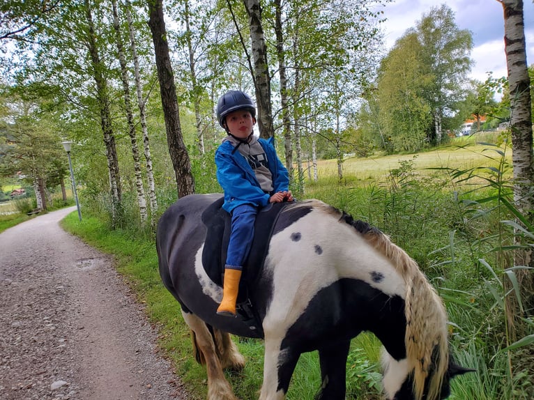 Tinker Stute 17 Jahre 140 cm Schecke in Halblech
