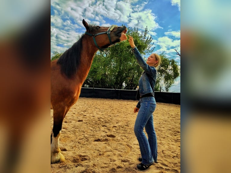 Tinker Stute 17 Jahre 155 cm Brauner in Weissach im Tal/Wattenweiler