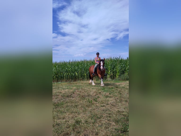 Tinker Stute 17 Jahre 155 cm Brauner in Weissach im Tal/Wattenweiler