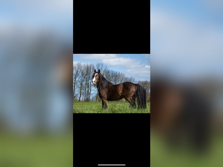 Tinker Stute 17 Jahre 156 cm Brauner in Wangerland Hohenkirchen Tinker Stute 17 Jahre 156 cm Brauner in Wangerland Hohenkirchen