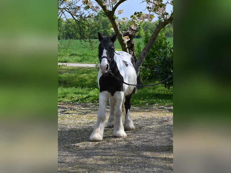 Tinker Mix Stute 18 Jahre 137 cm Overo-alle-Farben in Middelburg