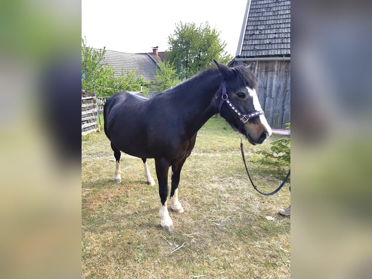 Tinker Stute 18 Jahre 137 cm Rappe in Groß-Neusiedl