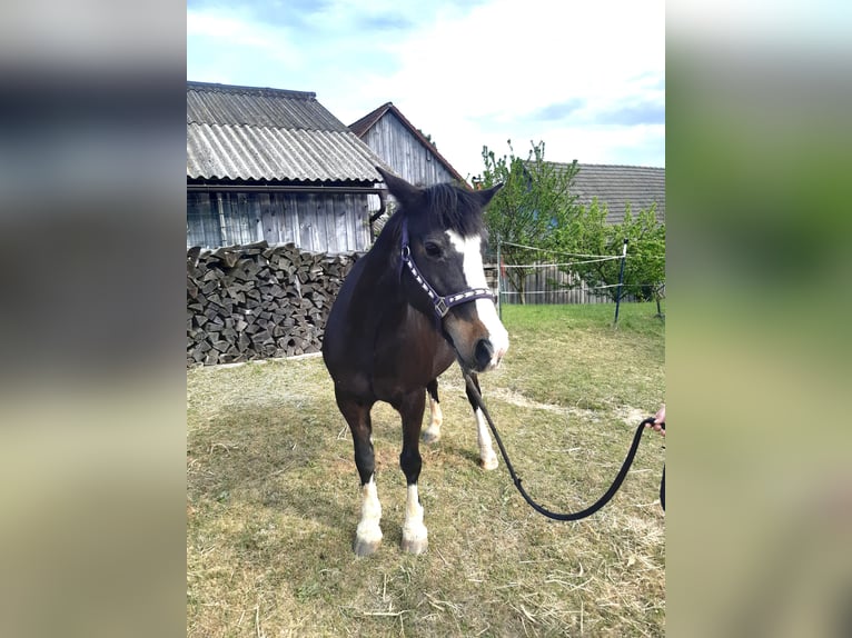 Tinker Stute 18 Jahre 137 cm Rappe in Groß-Neusiedl