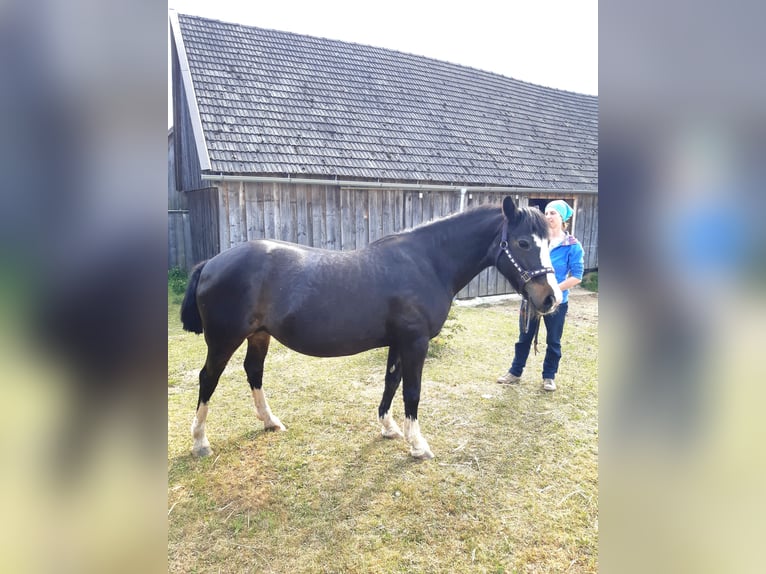 Tinker Stute 18 Jahre 137 cm Rappe in Groß-Neusiedl