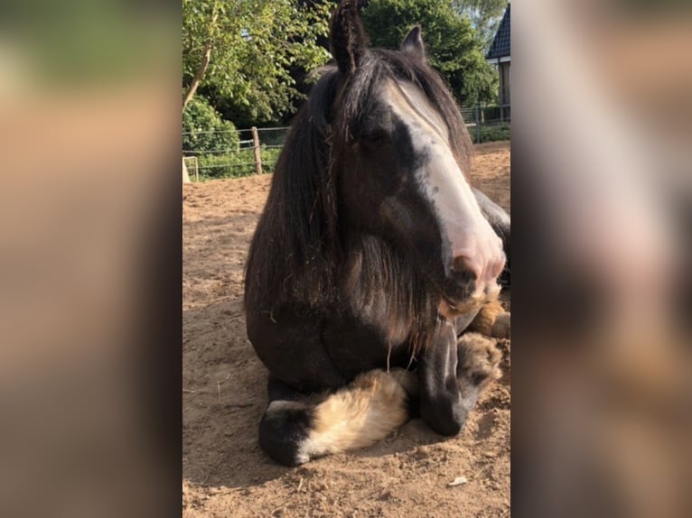 Tinker Stute 18 Jahre 140 cm Roan-Blue in Dassow