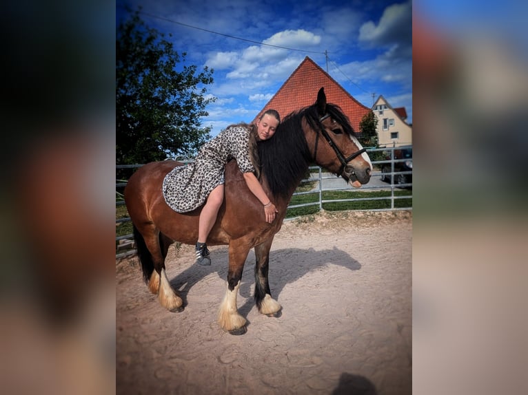 Tinker Stute 18 Jahre 155 cm Brauner in Weissach im Tal/Wattenweiler