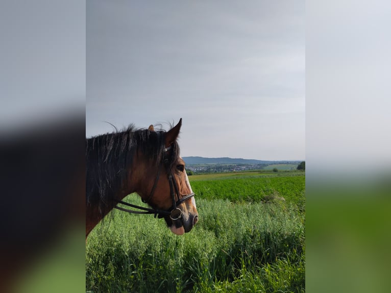 Tinker Stute 18 Jahre 155 cm Brauner in Weissach im Tal/Wattenweiler
