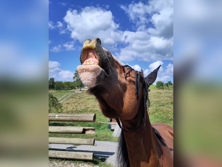Tinker Stute 18 Jahre 155 cm Brauner in Weissach im Tal/Wattenweiler