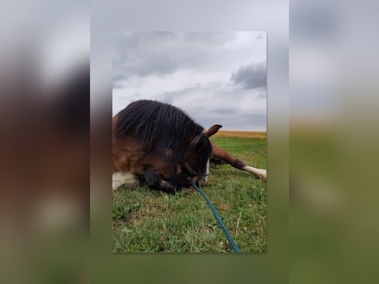 Tinker Stute 18 Jahre 155 cm Brauner in Weissach im Tal/Wattenweiler