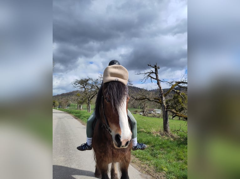 Tinker Stute 18 Jahre 155 cm Brauner in Weissach im Tal