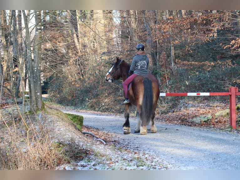 Tinker Stute 18 Jahre 155 cm Brauner in Weissach im Tal
