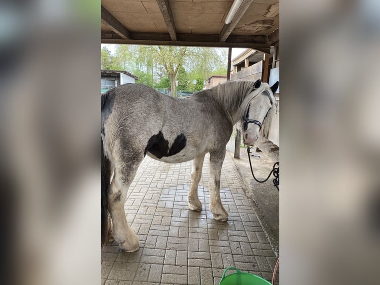 Tinker Stute 18 Jahre Schecke in Umkirch