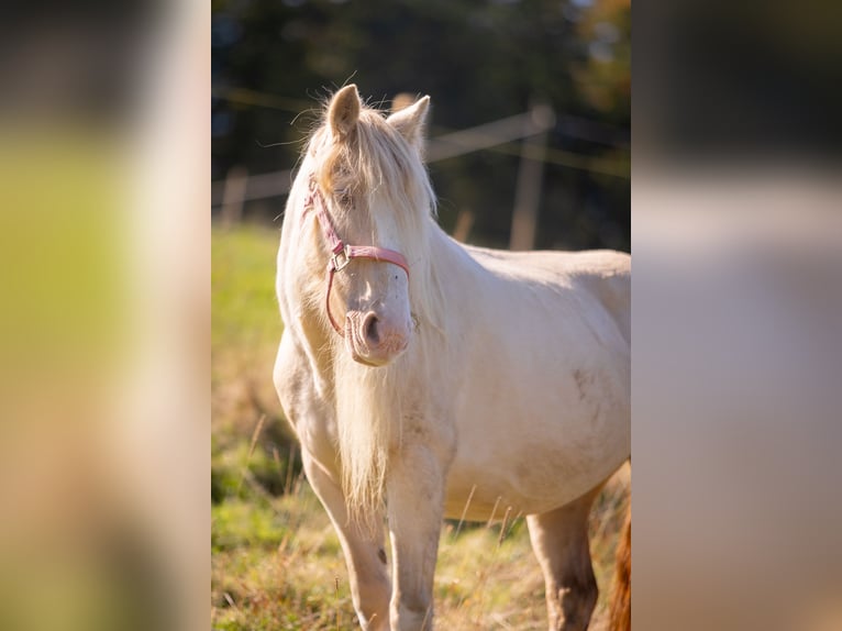 Tinker Mix Stute 19 Jahre 128 cm Cremello in Much