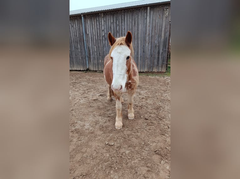 Tinker Mix Stute 19 Jahre in Hatzenbühl