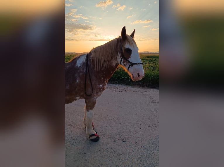 Tinker Mix Stute 19 Jahre in Hatzenbühl