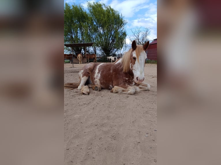 Tinker Mix Stute 19 Jahre in Hatzenbühl