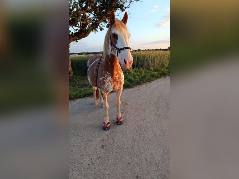 Tinker Mix Stute 19 Jahre in Hatzenbühl