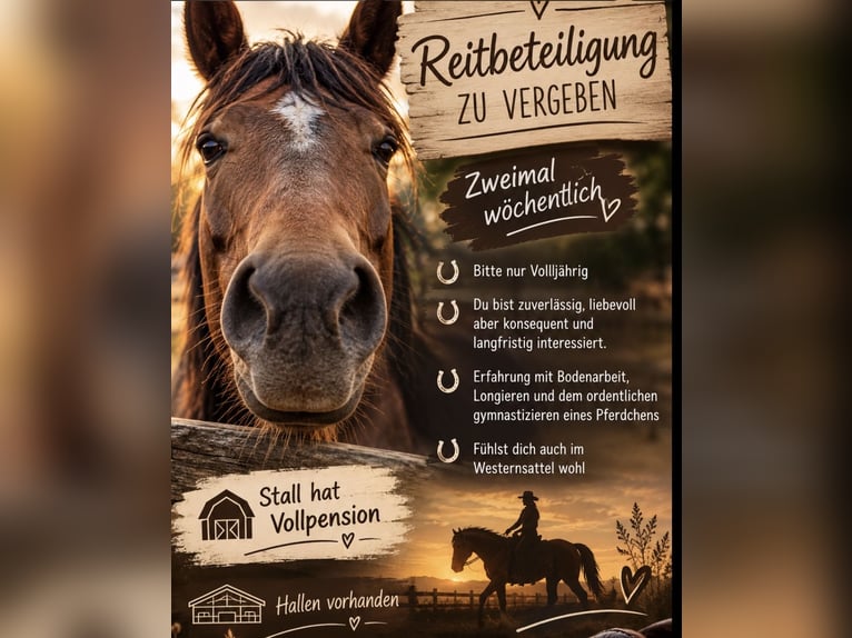 Tinker Stute 19 Jahre  in Recklinghausen