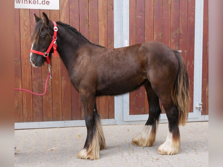 Tinker Stute 1 Jahr 117 cm in Dorsten