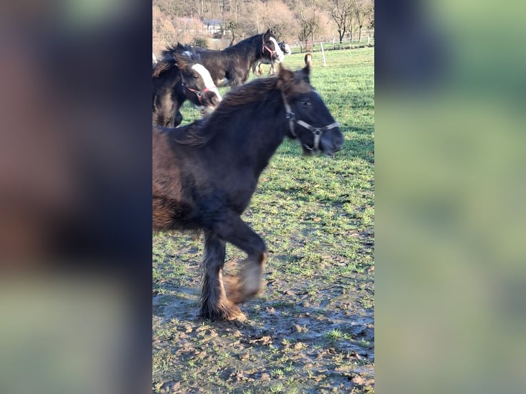 Tinker Stute 1 Jahr 120 cm Tigerschecke in Trendelburg