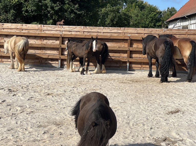 Tinker Stute 1 Jahr 135 cm Rappe in DuderstadtDuderstadt