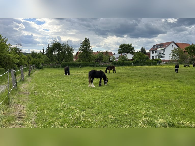 Tinker Stute 1 Jahr 135 cm Rappe in DuderstadtDuderstadt