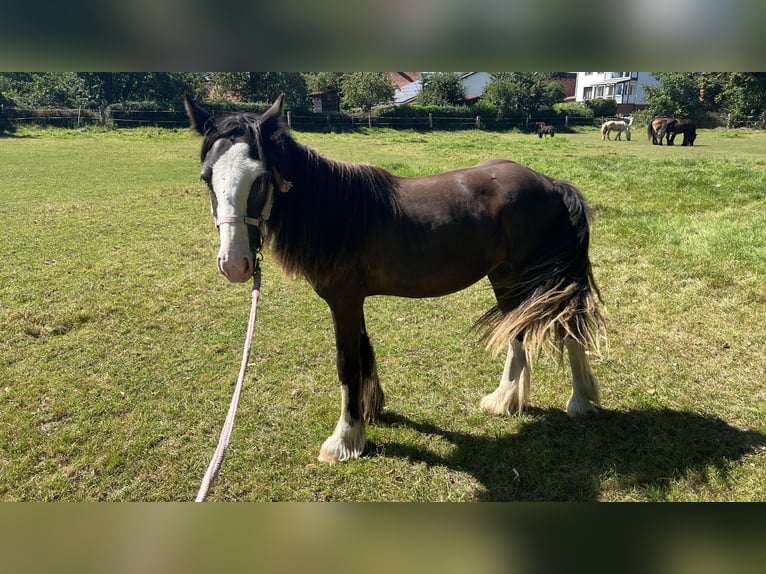 Tinker Stute 1 Jahr 135 cm Rappe in DuderstadtDuderstadt