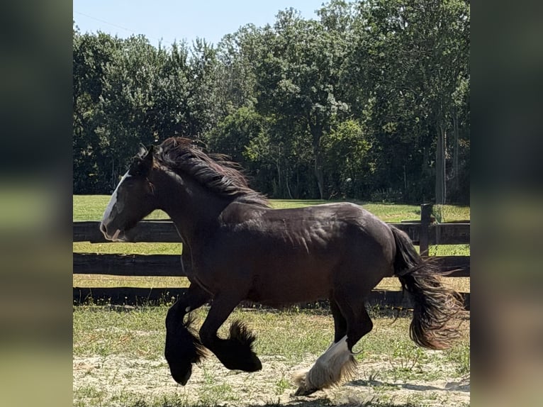Tinker Stute 1 Jahr 140 cm Schwarzbrauner in Zwartewaal