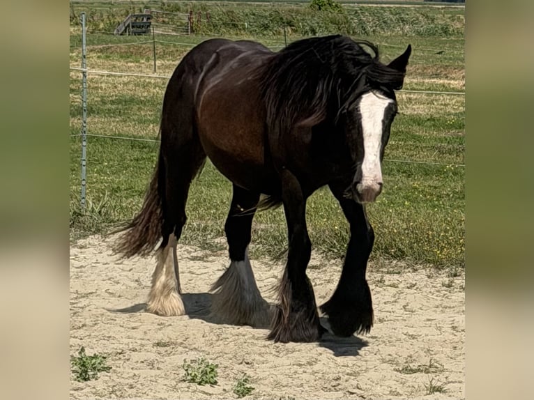 Tinker Stute 1 Jahr 140 cm Schwarzbrauner in Zwartewaal