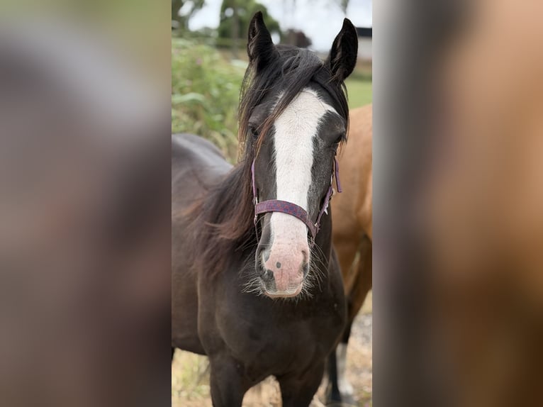 Tinker Stute 1 Jahr 140 cm Schwarzbrauner in Zwartewaal