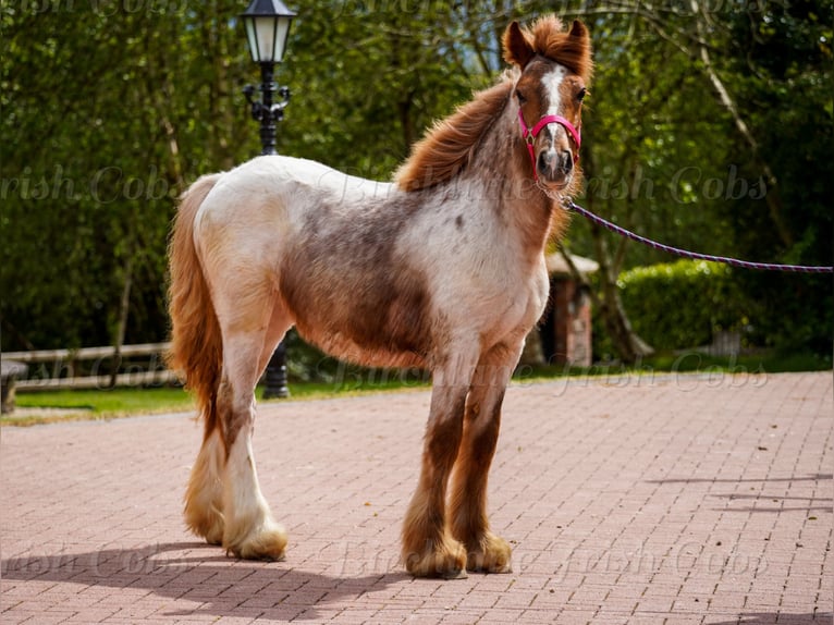 Tinker Stute 1 Jahr 150 cm Roan-Red in kerry