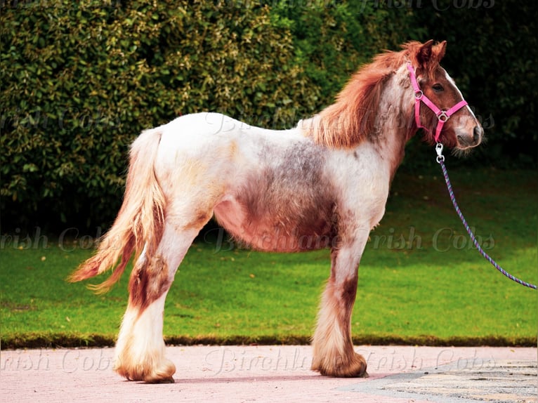 Tinker Stute 1 Jahr 150 cm Roan-Red in kerry