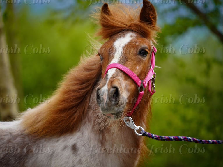 Tinker Stute 1 Jahr 150 cm Roan-Red in kerry