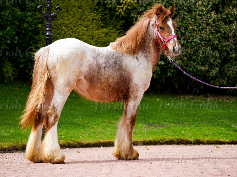 Tinker Stute 1 Jahr 150 cm Roan-Red in kerry
