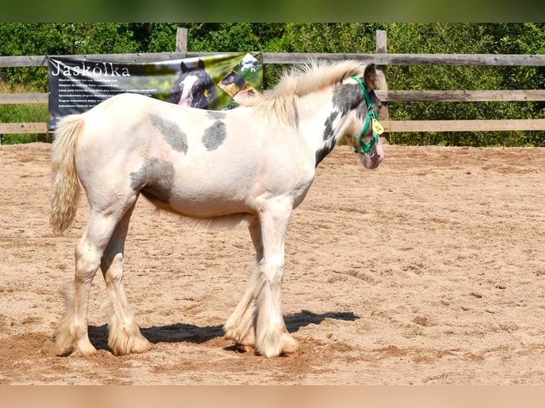 Tinker Stute 1 Jahr 150 cm Schecke in Wleń