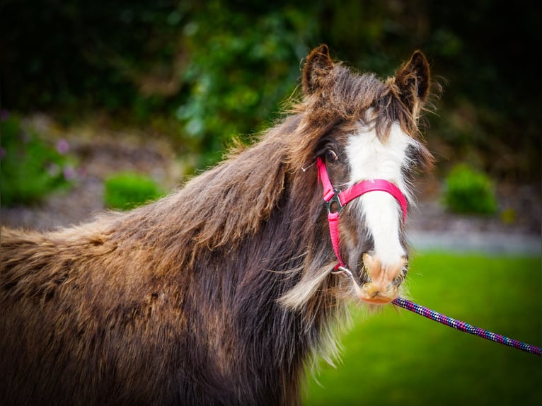 Tinker Stute 1 Jahr 151 cm  in kerry