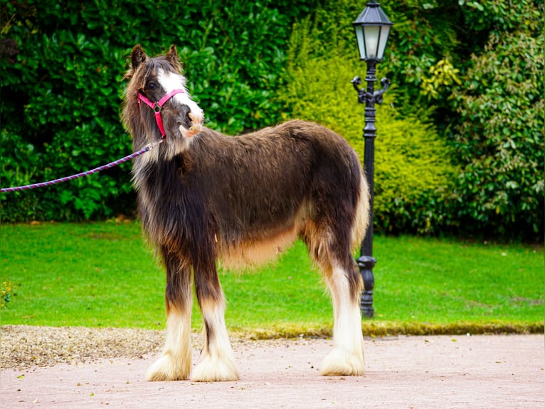 Tinker Stute 1 Jahr 151 cm  in kerry