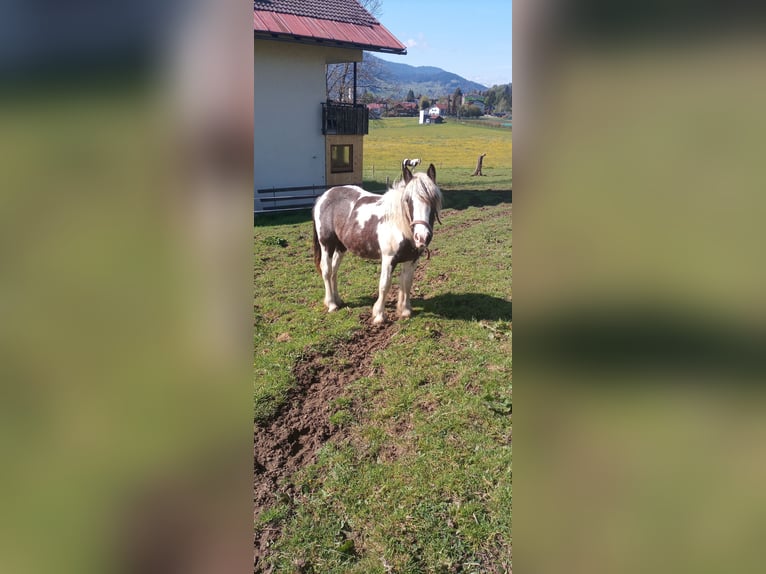 Tinker Stute 1 Jahr 155 cm in Oberstaufen