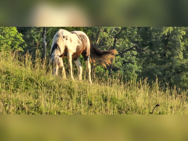 Tinker Stute 1 Jahr 155 cm in Oberstaufen
