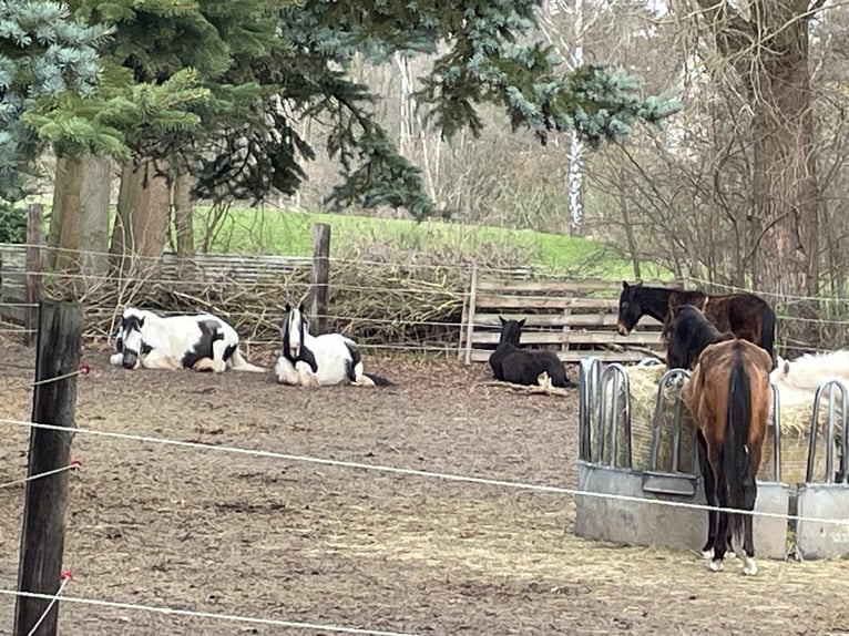 Tinker Mix Stute 1 Jahr  in Falkenhain