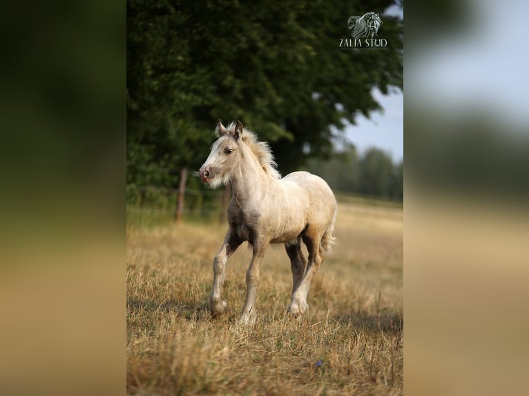 Tinker Stute 1 Jahr Palomino in Stryków
