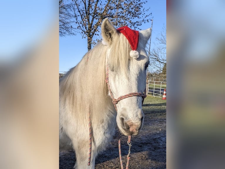 Tinker Mix Stute 20 Jahre 140 cm Schimmel in Bergkirchen