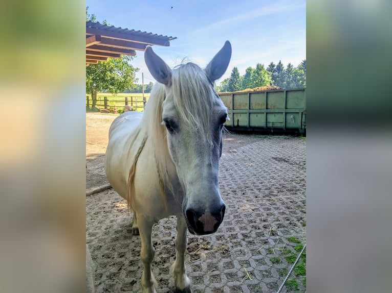 Tinker Mix Stute 20 Jahre 140 cm Schimmel in Bergkirchen
