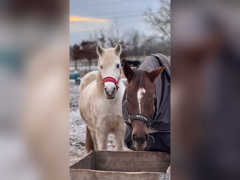 Tinker Mix Stute 20 Jahre 140 cm Schimmel in Bergkirchen